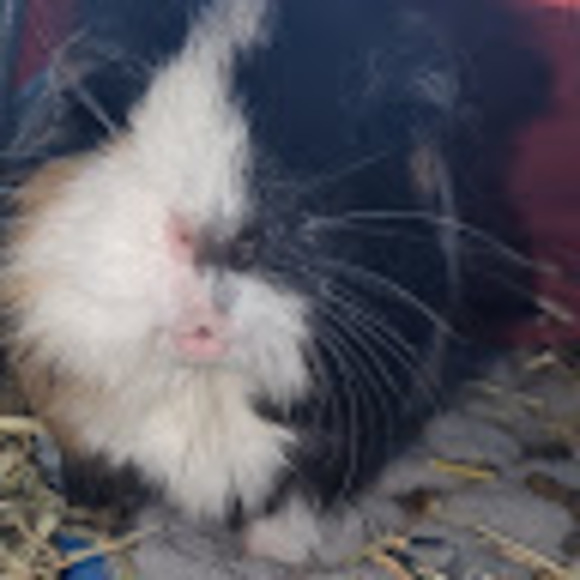 Meet your Posher, Charlotte - Picture 1 of 1